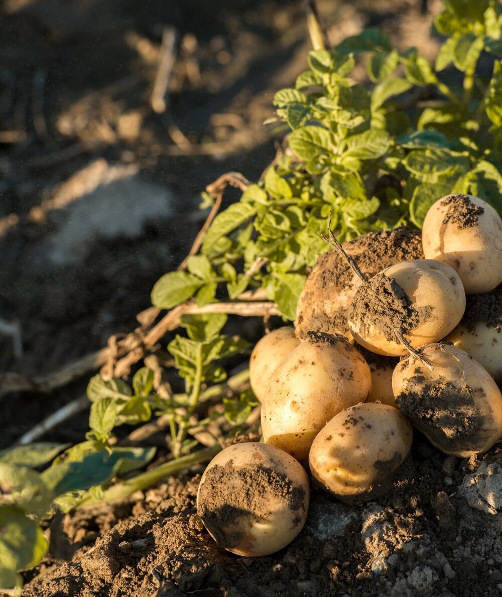 Verse aardappelen
